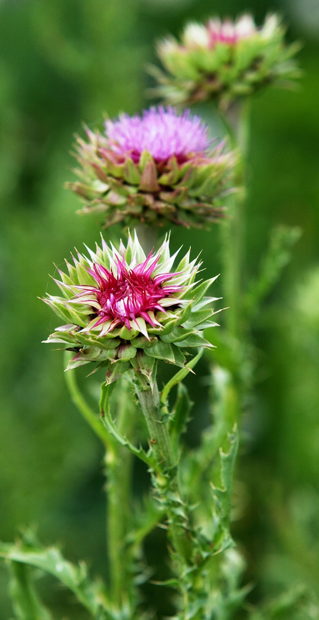 Musk thistle